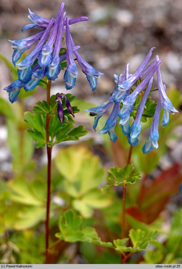 Corydalis calycosa