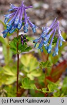 Corydalis calycosa