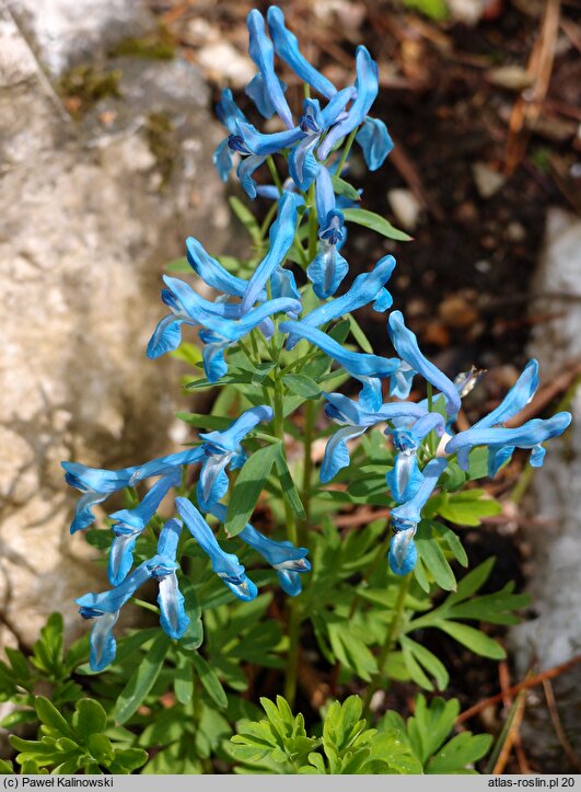 Corydalis cashmeriana