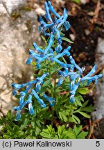 Corydalis cashmeriana