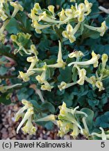 Corydalis chionophila ssp. firouzii