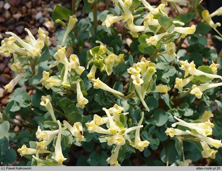 Corydalis chionophila ssp. firouzii