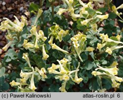 Corydalis chionophila ssp. firouzii