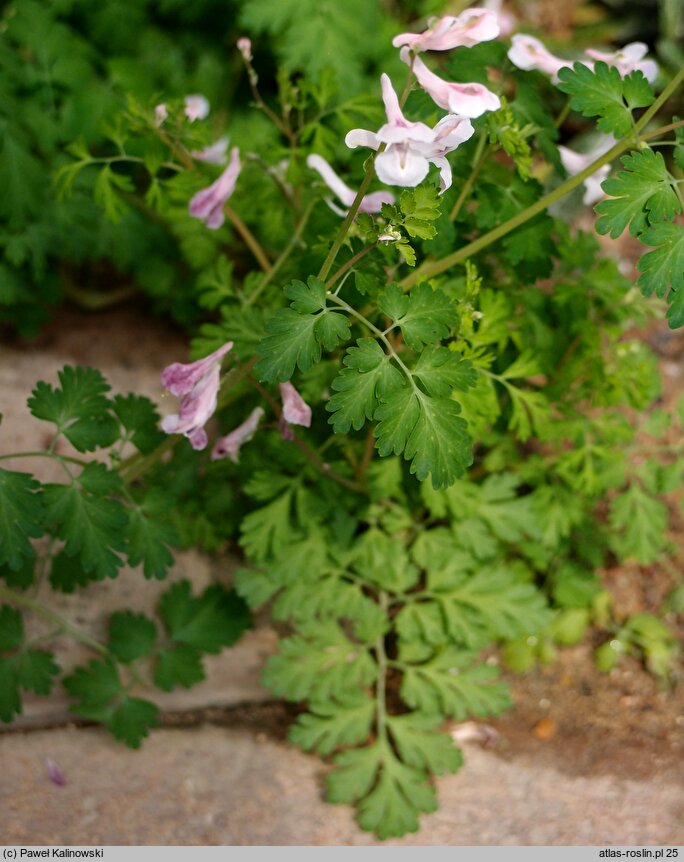 Corydalis edulis