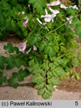 Corydalis edulis