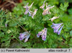 Corydalis flexuosa (kokorycz pogięta)