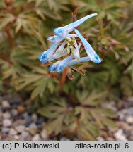 Corydalis flexuosa (kokorycz pogięta)