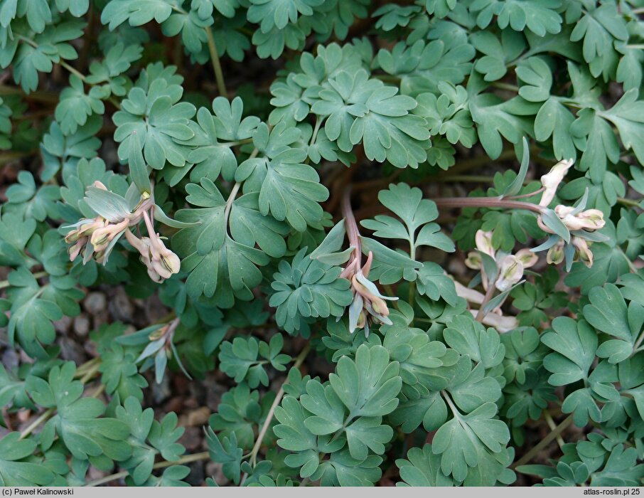 Corydalis glaucescens