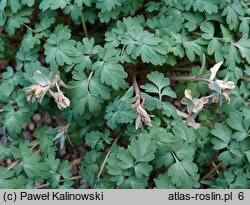 Corydalis glaucescens