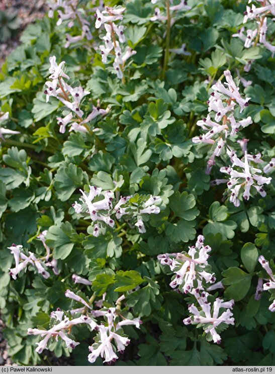 Corydalis henrikii