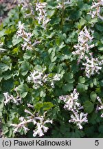 Corydalis henrikii