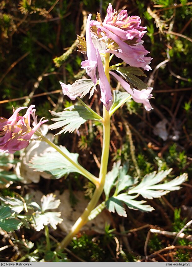 Corydalis jingyuanensis