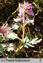 Corydalis jingyuanensis