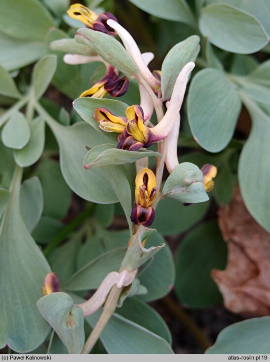 Corydalis maracandica