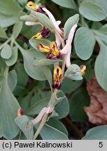 Corydalis maracandica