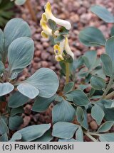 Corydalis maracandica