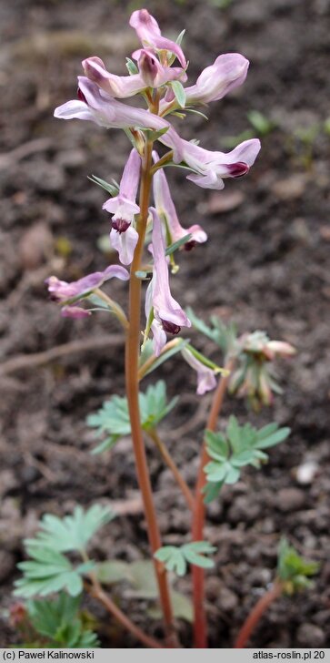 Corydalis paczoskii