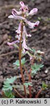 Corydalis paczoskii