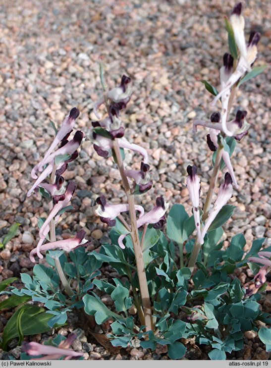 Corydalis popovii