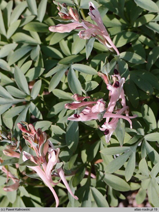 Corydalis schanginii