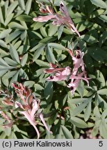 Corydalis schanginii