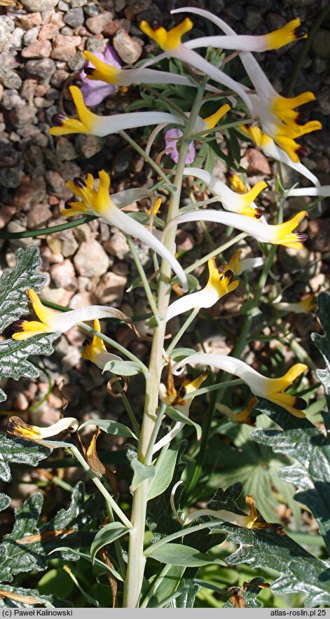 Corydalis ainae