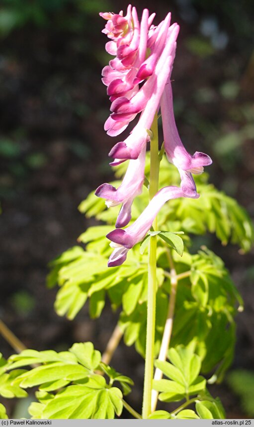 Corydalis scouleri