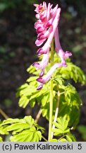 Corydalis scouleri