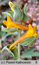 Corydalis sewerzowii