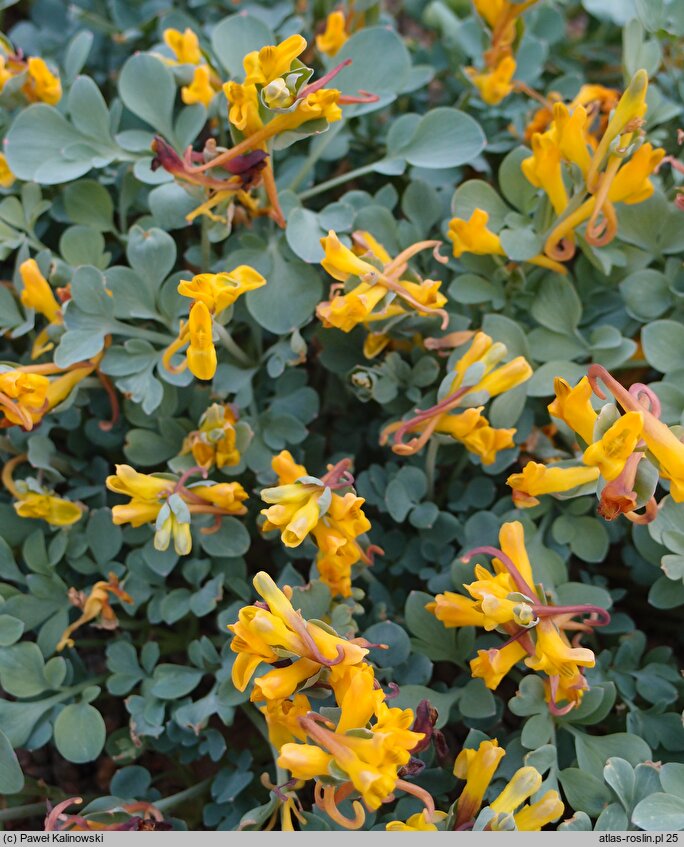 Corydalis sewerzowii