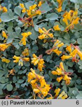 Corydalis sewerzowii