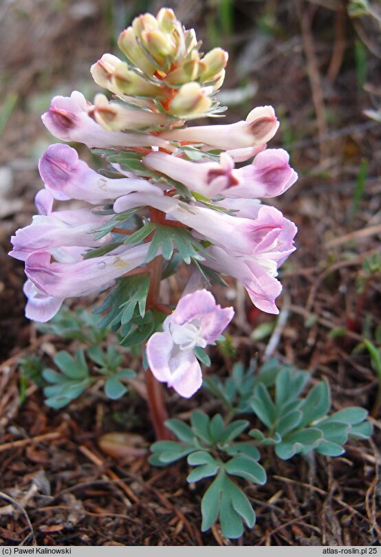 Corydalis solida ssp. densiflora