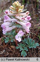 Corydalis solida ssp. densiflora