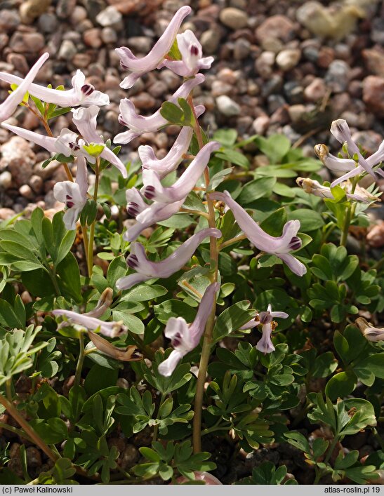 Corydalis tauricola