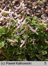 Corydalis tauricola