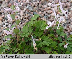 Corydalis tauricola