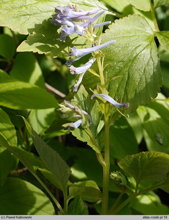 Corydalis temulifolia