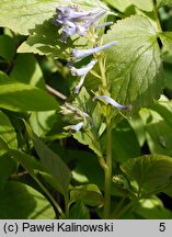 Corydalis temulifolia