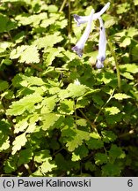 Corydalis temulifolia