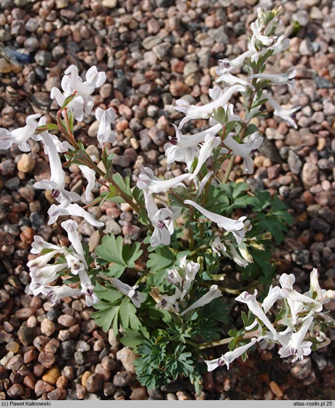 Corydalis triternata