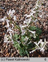 Corydalis triternata