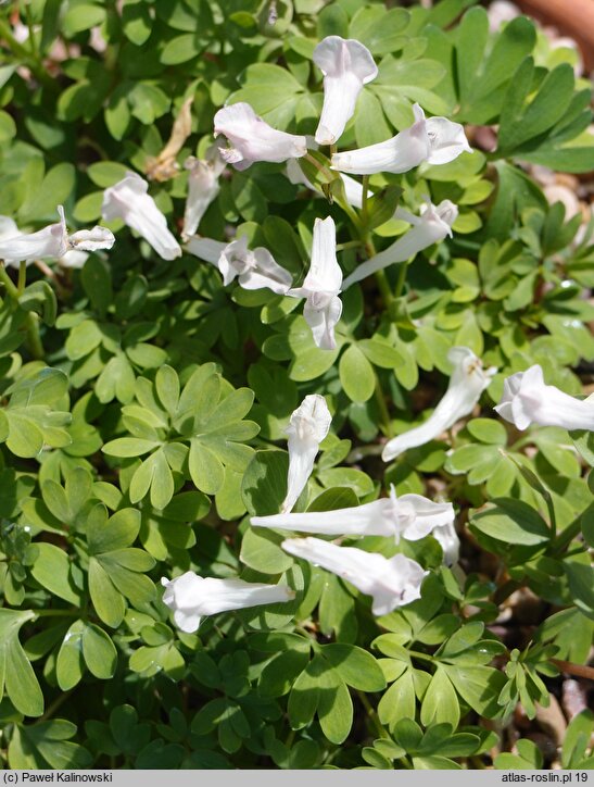 Corydalis vittae