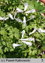 Corydalis vittae