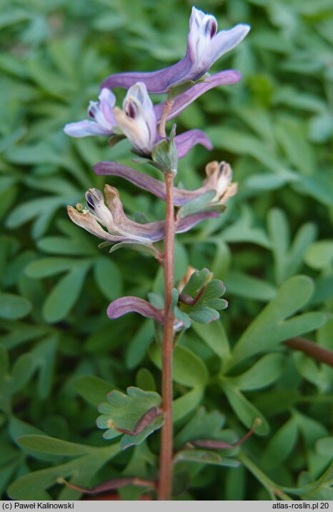 Corydalis wendelboi