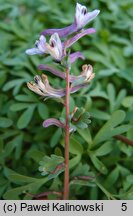 Corydalis wendelboi