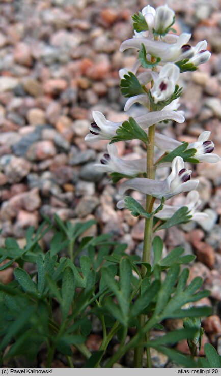 Corydalis wendelboi