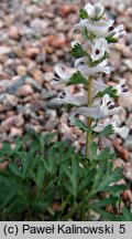 Corydalis wendelboi