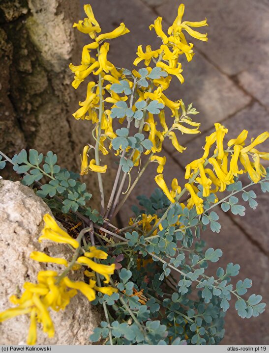 Corydalis wilsonii (kokorycz Wilsona)