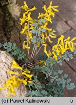 Corydalis wilsonii (kokorycz Wilsona)