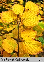 Corylopsis pauciflora (leszczynowiec skąpokwiatowy)